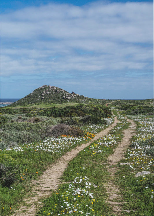 Pathway to Serenity | Canvas