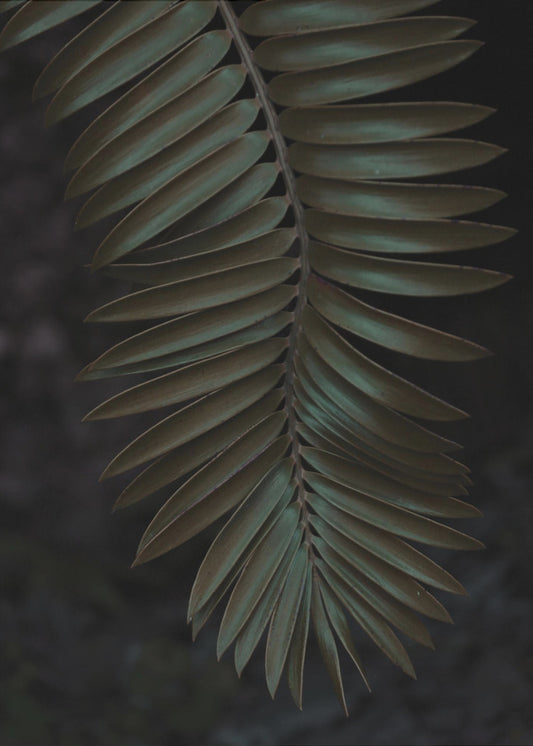 Frond in Shadow | Poster
