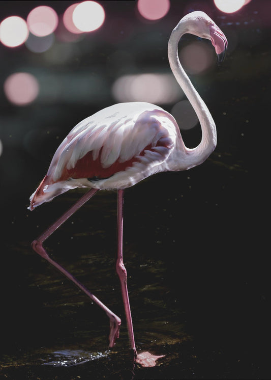 Elegant Flamingo | Canvas