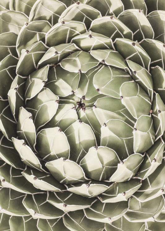 Geometric Succulent | Canvas