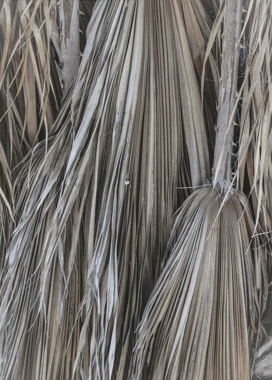 Rustic Palm Texture | Canvas