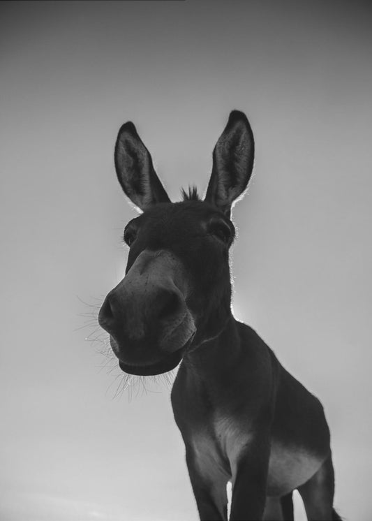 Curious Donkey Gaze | Canvas