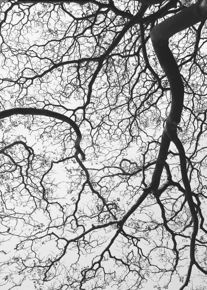 Branches&#039; Dance | Canvas