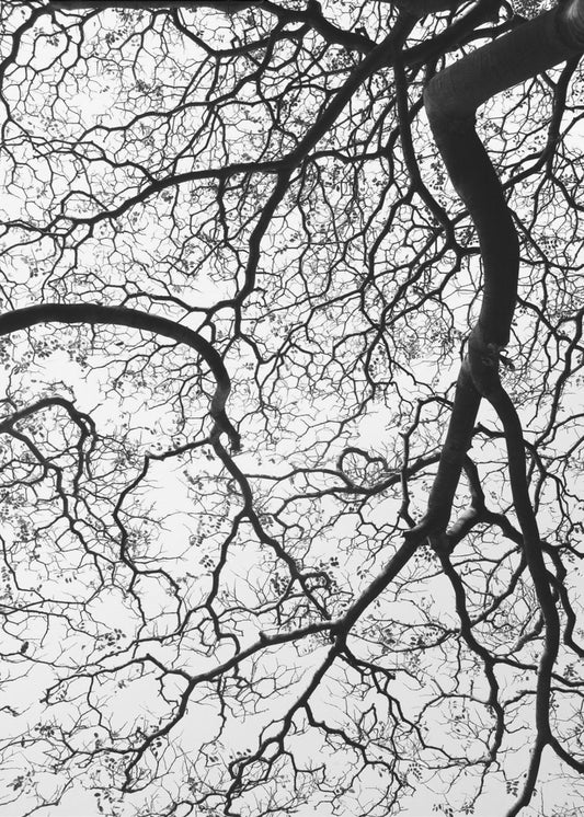 Branches&#039; Dance | Canvas