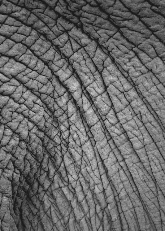 Elephant Texture | Canvas
