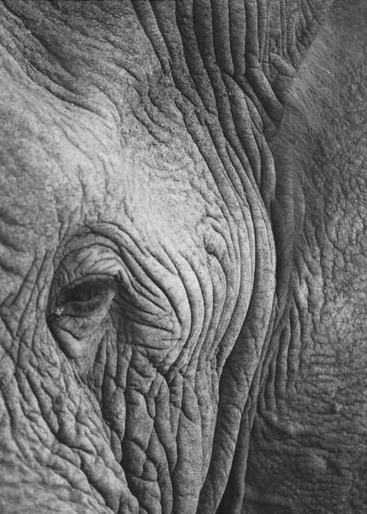Wisdom&#039;s Wrinkles | Canvas
