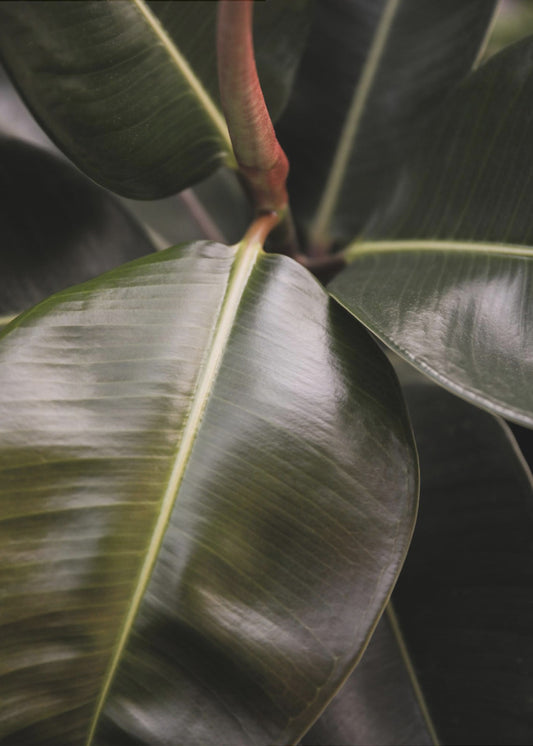 Glossy Leaf Elegance | Canvas