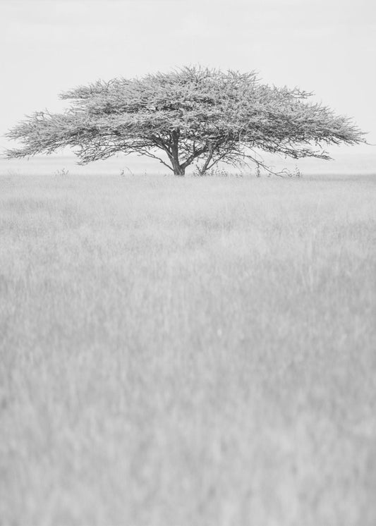 Lone Acacia Dream | Canvas