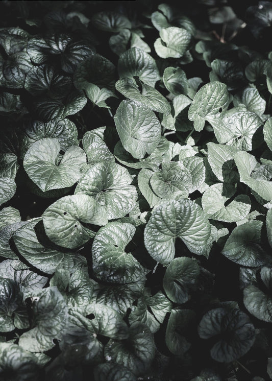 Blattschatten | Poster
