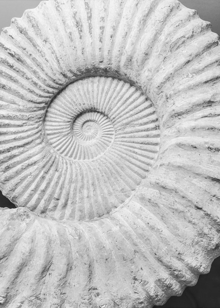 Uralte Spiralträume | Leinwand
