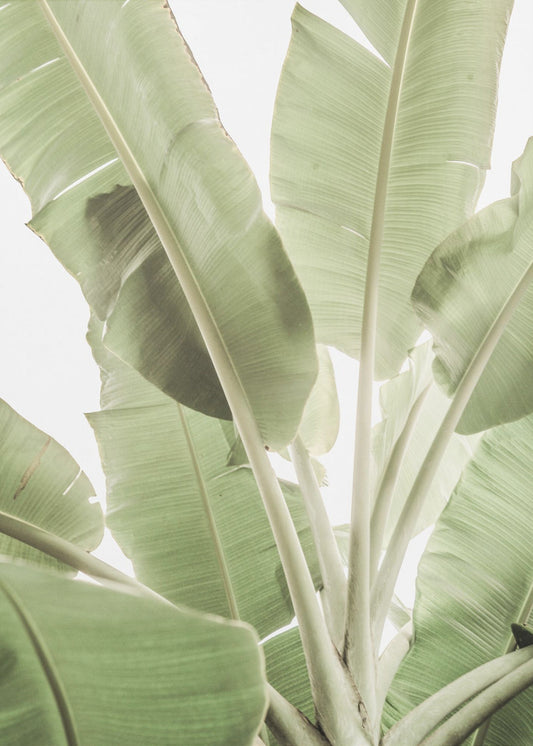 Verdant Leafscape | Canvas