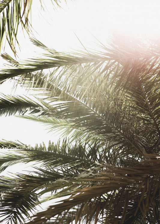 Sonnenbeschienenes Palmenglühen | Poster