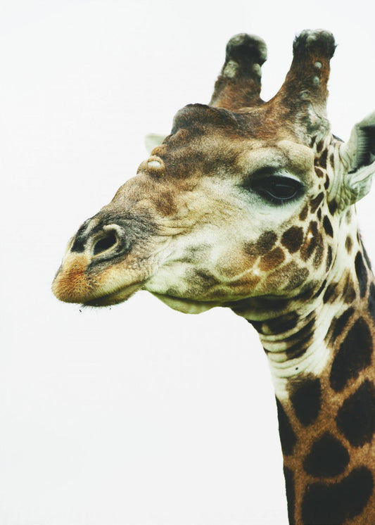 Giraffen-Gemälde | Poster