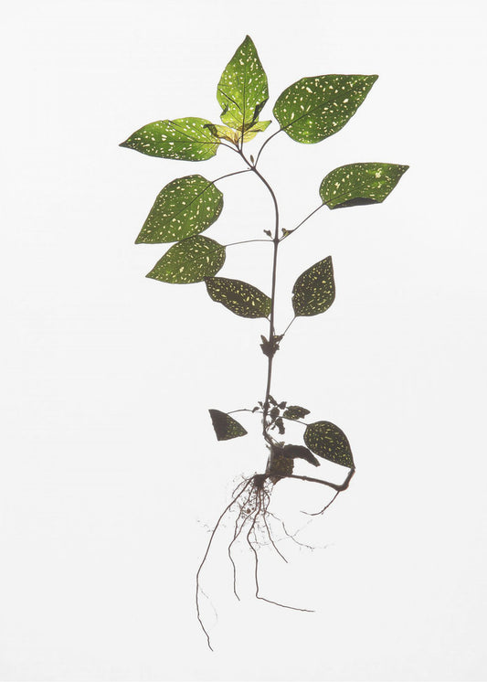 Delicate Decay | Canvas
