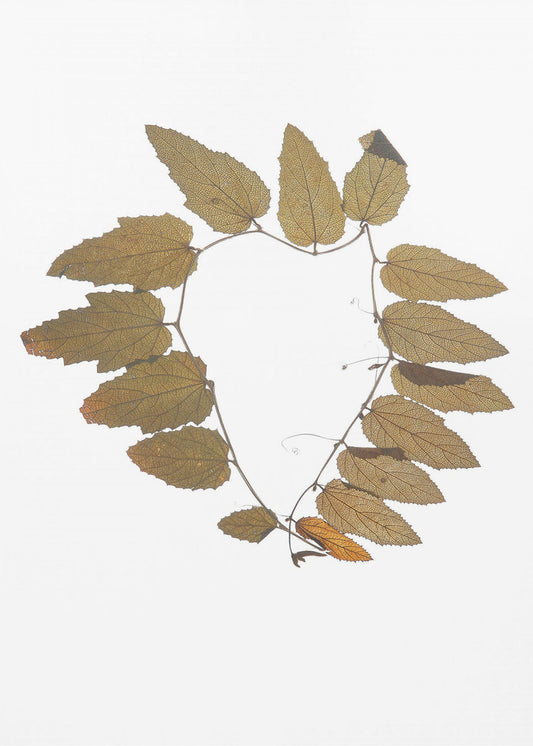 Leafy Embrace | Canvas