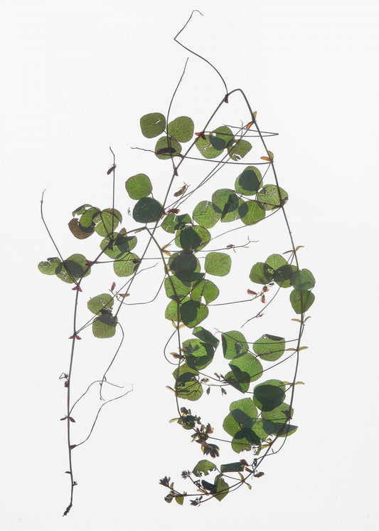 Vines Tanz | Poster