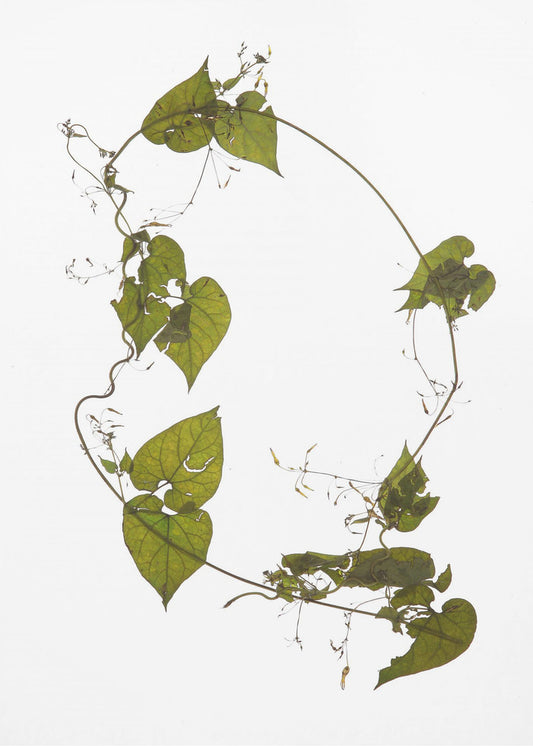 Leafy Circle Dance | Canvas