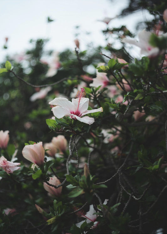 Blossoms in Bloom | Canvas