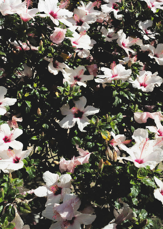 Blossom Symphony | Canvas