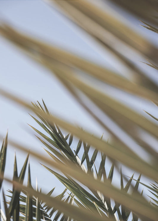 Whispering Palms | Canvas