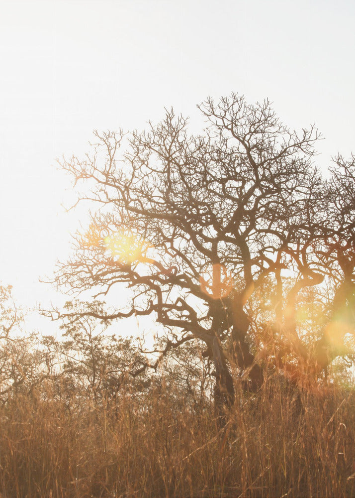 Sunlit Silhouette | Canvas