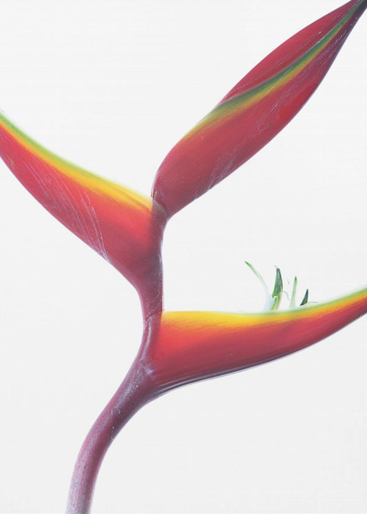 Tropical Elegance | Canvas