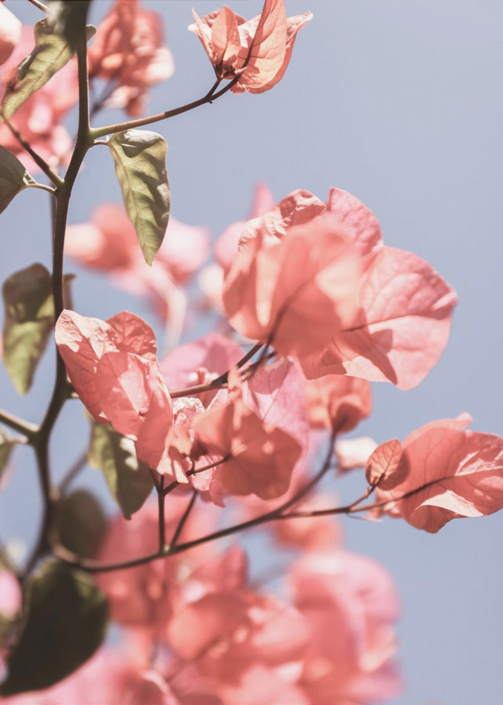 Blossoms in Breeze | Canvas