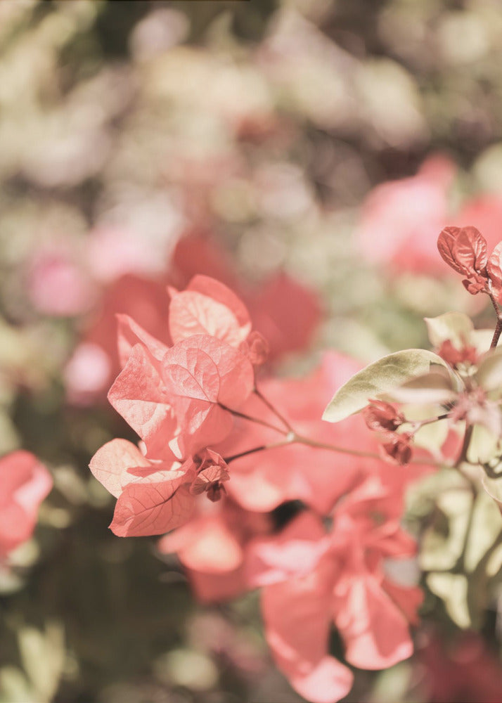 Petals in Focus | Canvas