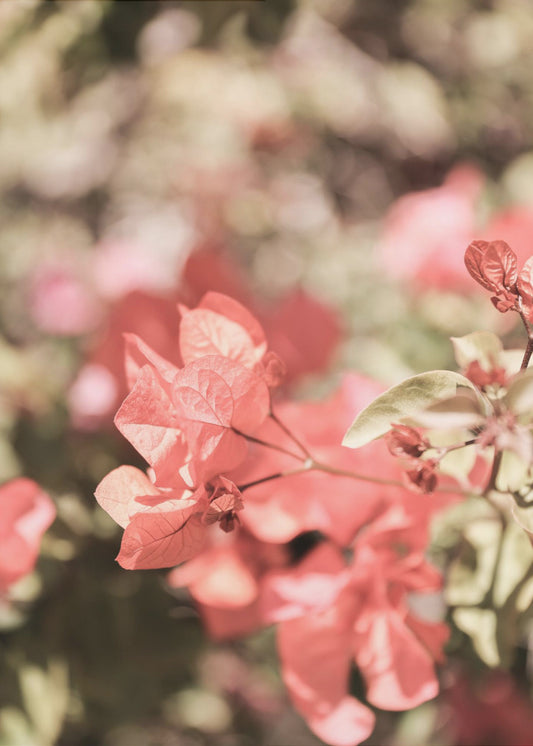Petals in Focus | Canvas