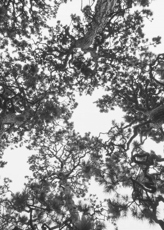 Canopy Symphony | Canvas