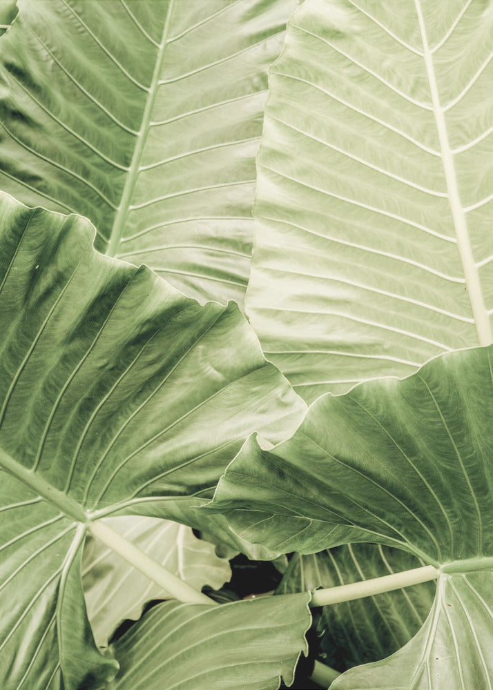 Verdant Foliage | Canvas