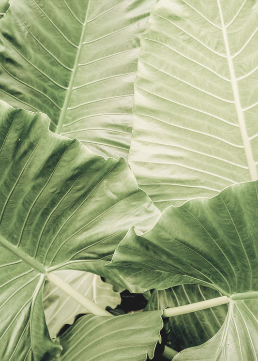 Verdant Foliage | Canvas