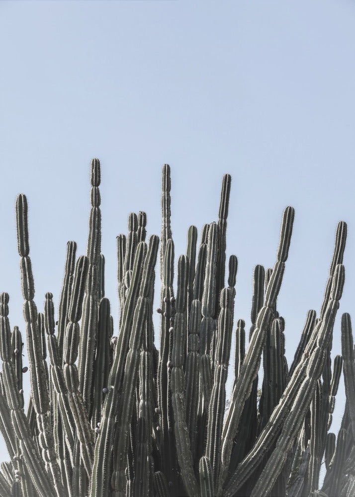 Cactus Symphony | Canvas