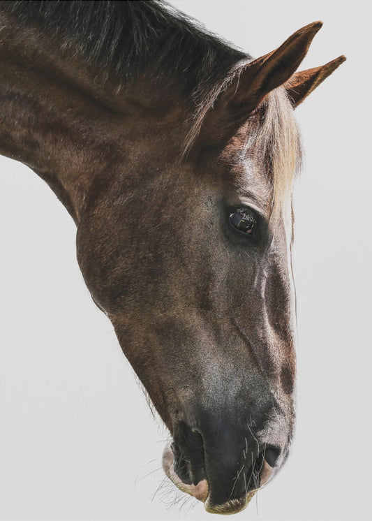Majestätischer Pferdeblick | Poster