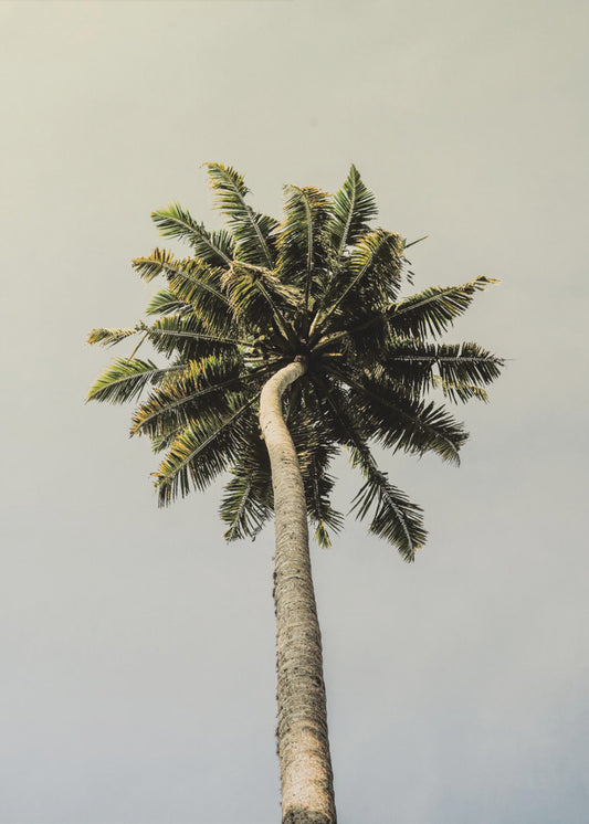 Hoch aufragende Palmenglückseligkeit | Poster
