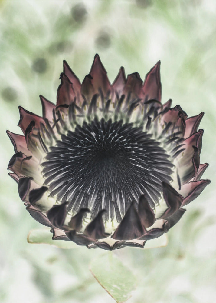 Mystic Bloom | Canvas