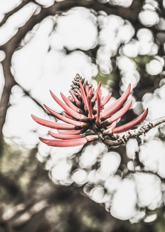 Purpurblüte | Poster