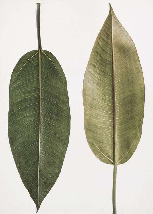 Dual Leaf Elegance | Canvas