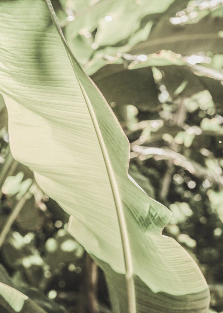 Emerald Canopy | Canvas