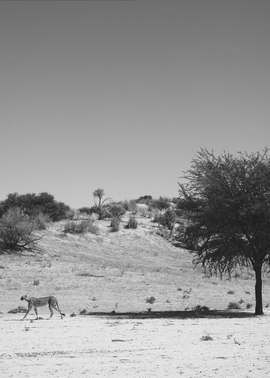 Cheetah&#039;s Solitude | Canvas