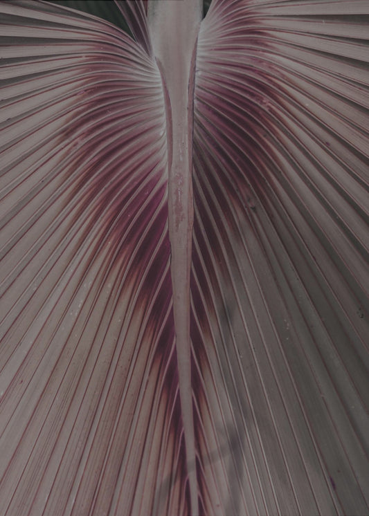 Crimson Leaf Veins | Canvas