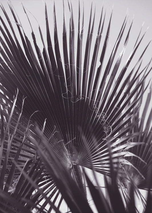 Palmengeflüster | Poster