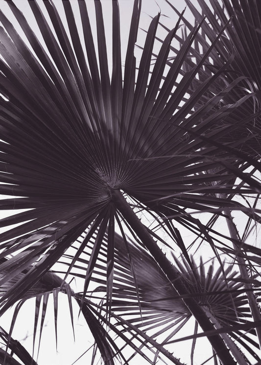 Palmensilhouette | Poster