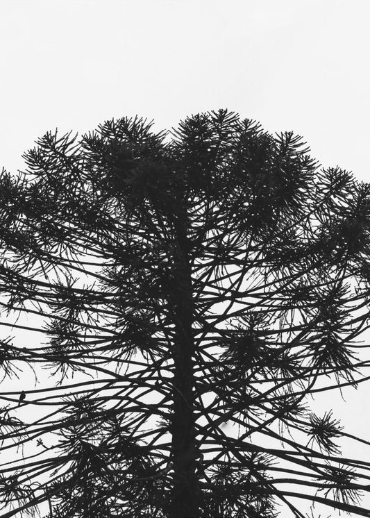 Silhouettensymmetrie | Leinwand