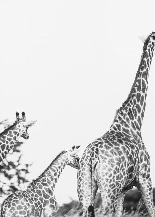 Giraffen-Familienspaziergang | Poster