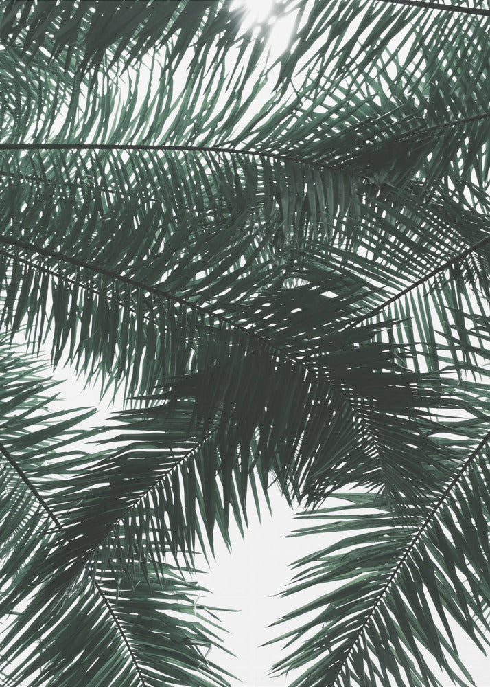 Sonnenbeschienenes Palmendach | Poster