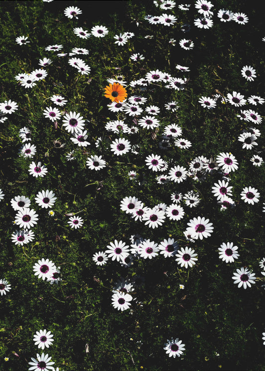 Einzigartige Blüte | Poster
