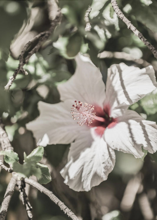 Whispering Blossom | Canvas