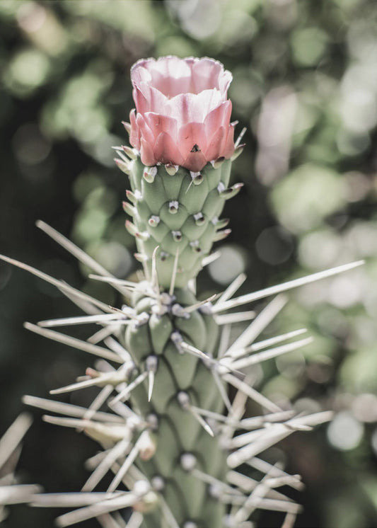 Desert Blossom Beauty | Canvas