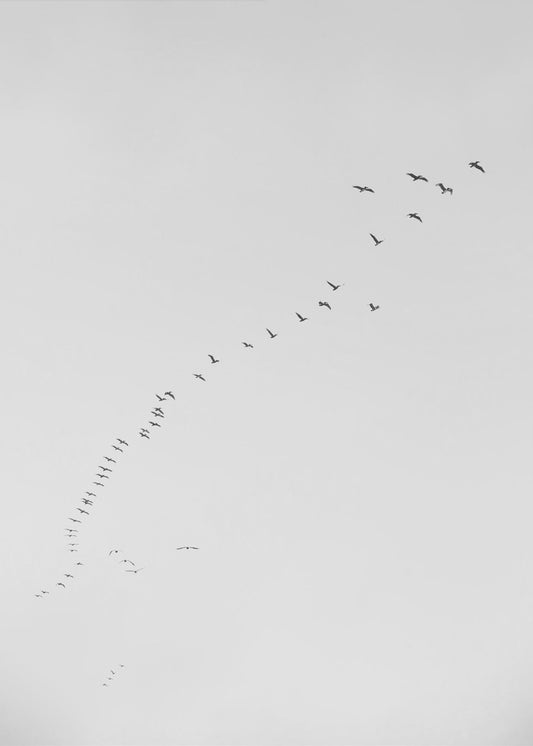 Flight in Formation | Canvas